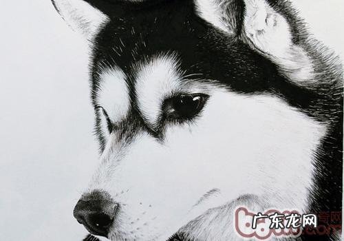 金毛不叫的缘故