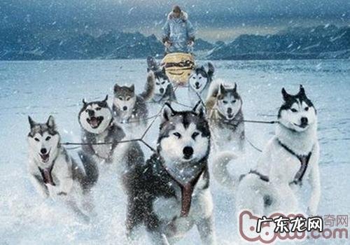 怎样为金毛补钙补锌