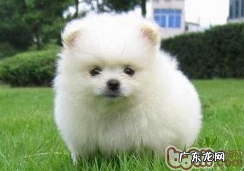 如何预防小狗生跳蚤