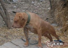 能帮小狗消毒杀菌的药品有什么