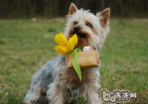 带小狗出行的常见问题