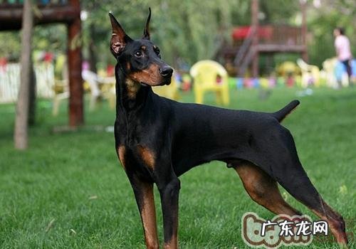 公种犬的喂养方式