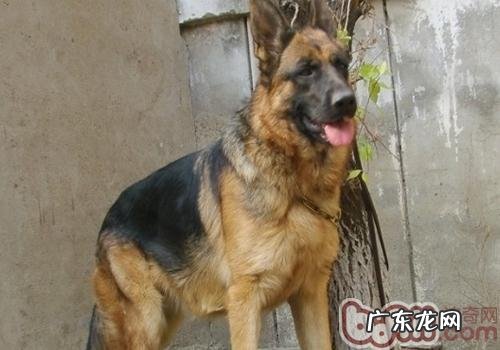 喂养狗狗零食的常见问题