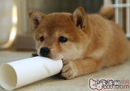 小狗与小孩交往的常见问题