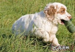 小狗冬季能够喝冷水吗