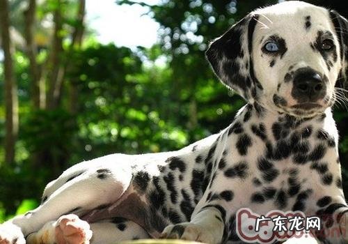 怎么知道大麦町犬的好坏