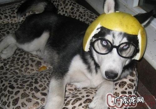 小狗人体抽搐的原因