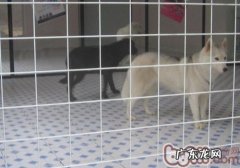 狗狗寄养注意事项有什么