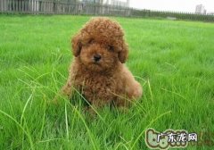 泰迪犬怀孕的特征