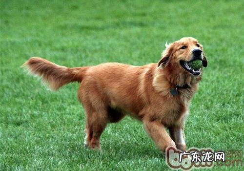 如何正确狗狗洗澡