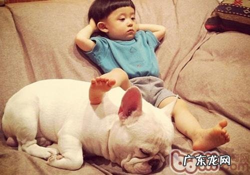 小狗太过黏人该怎么办