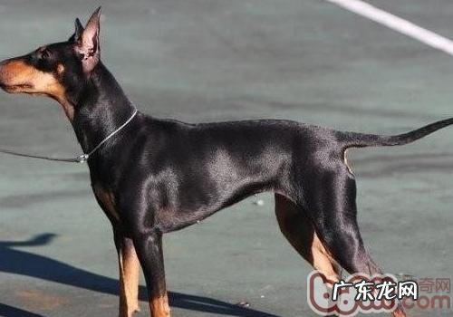 狗狗尾巴掉毛该怎么办