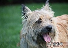 狗狗睡觉打嗝儿是什么原因