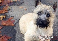 怎样为小狗选择“洗手间”