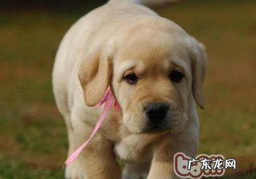 金毛多长时间洗一次澡