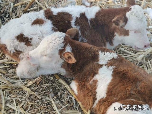 牛犊出生后全身水肿是怎么回事?