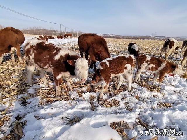 牛犊出生后全身水肿是怎么回事?