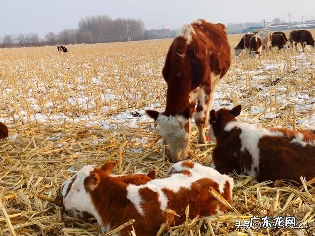 牛犊出生后全身水肿是怎么回事?