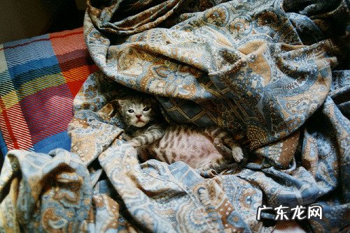 光吃白米饭不吃菜,三岁体重33斤正常吗?