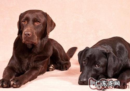 金毛打架斗殴强大吗