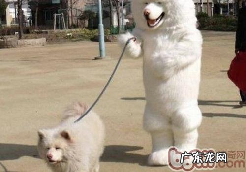 狗狗多大可带出来溜