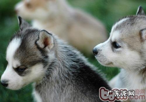 养金毛要关铁笼吗