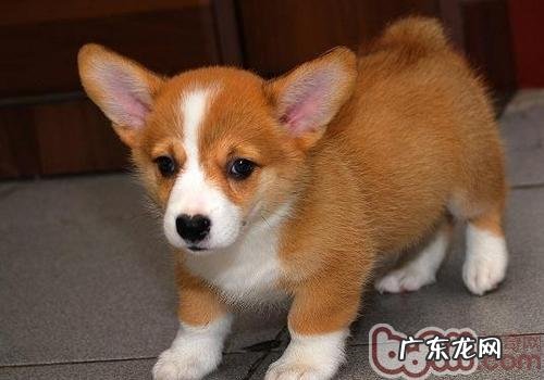 狗狗舔到大家的创口该怎么办