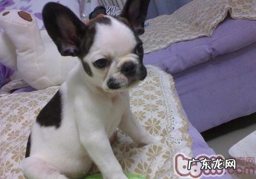 小狗不喜欢睡软垫该怎么办