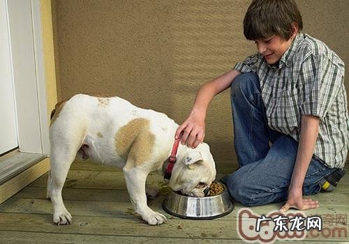 小狗自动喂食器好不好用呢