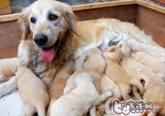 替小狗接产必须提前准备些哪些