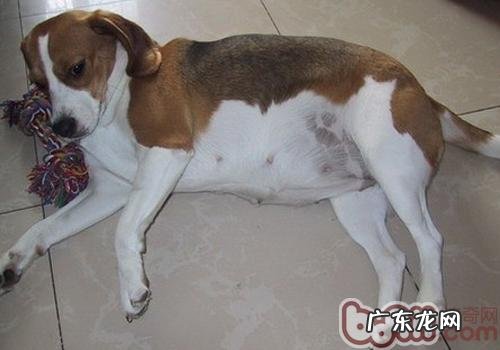 狗狗怀孕应注意什么