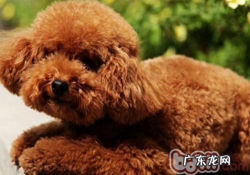 泰迪犬怎么才是身心健康