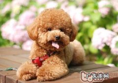 老年人养什么狗比较好