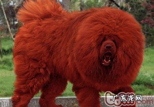 为何藏獒价格那麼高