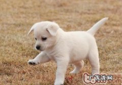 怎样帮小狗测体重