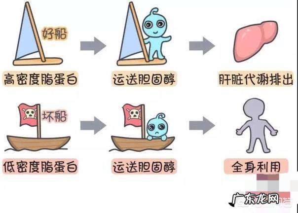 减肥反而低密度脂蛋白升高 减肥低密度脂蛋白高怎么办？