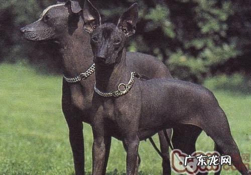 如何判断小狗是不是肚子饿了