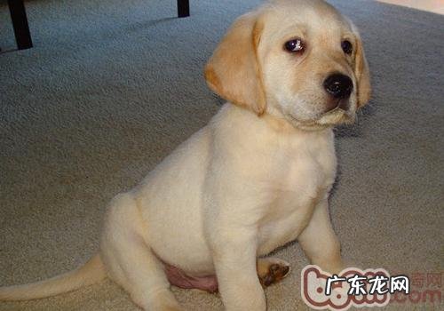 狗狗吃香蕉怎么样