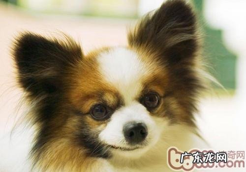 喂养小狗干万不可以粗心大意