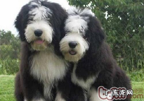 小狗洗澡时要留意的难题