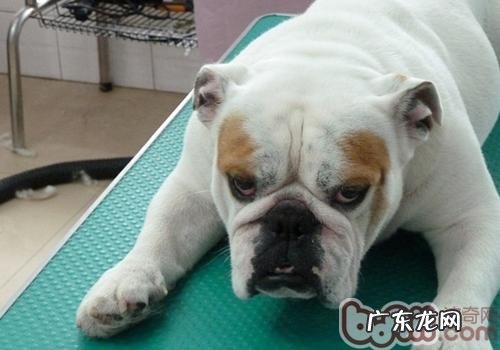 小狗的毛竖起代表什么意思