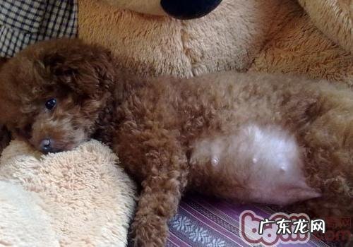 怎么知道小狗是不是确实孕期