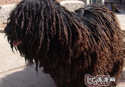 波利犬被毛的保养