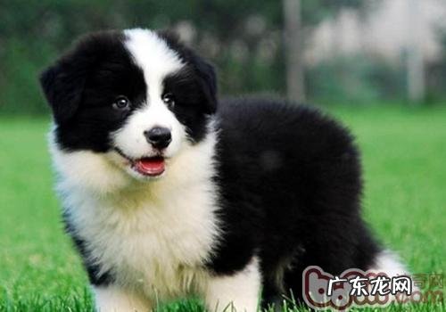 3个月的小狗怎样喂养