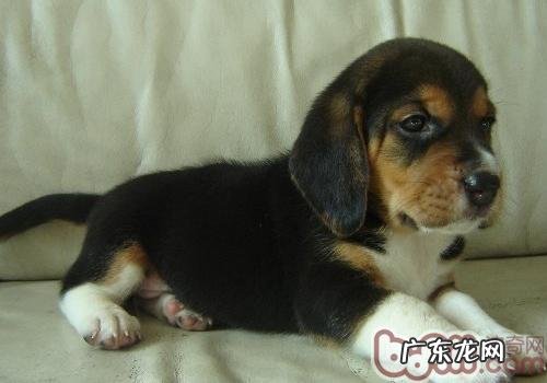 不必太过得玩耍幼狗