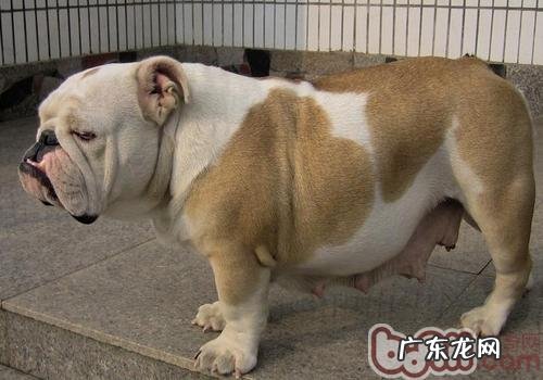 有关狗狗爪子的错误观念