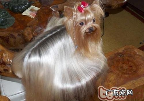 怎样亲密接触自身的小狗