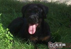 罗威纳秋天喂养方式