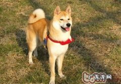 小狗不认主人家的缘故