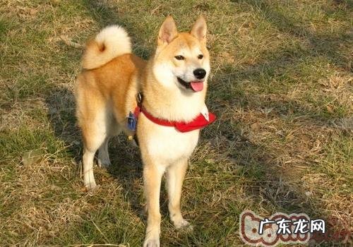 小狗不认主人家的缘故